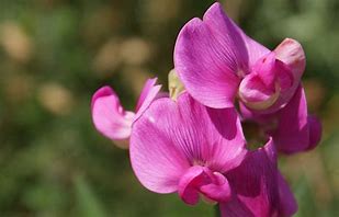flower of the flock